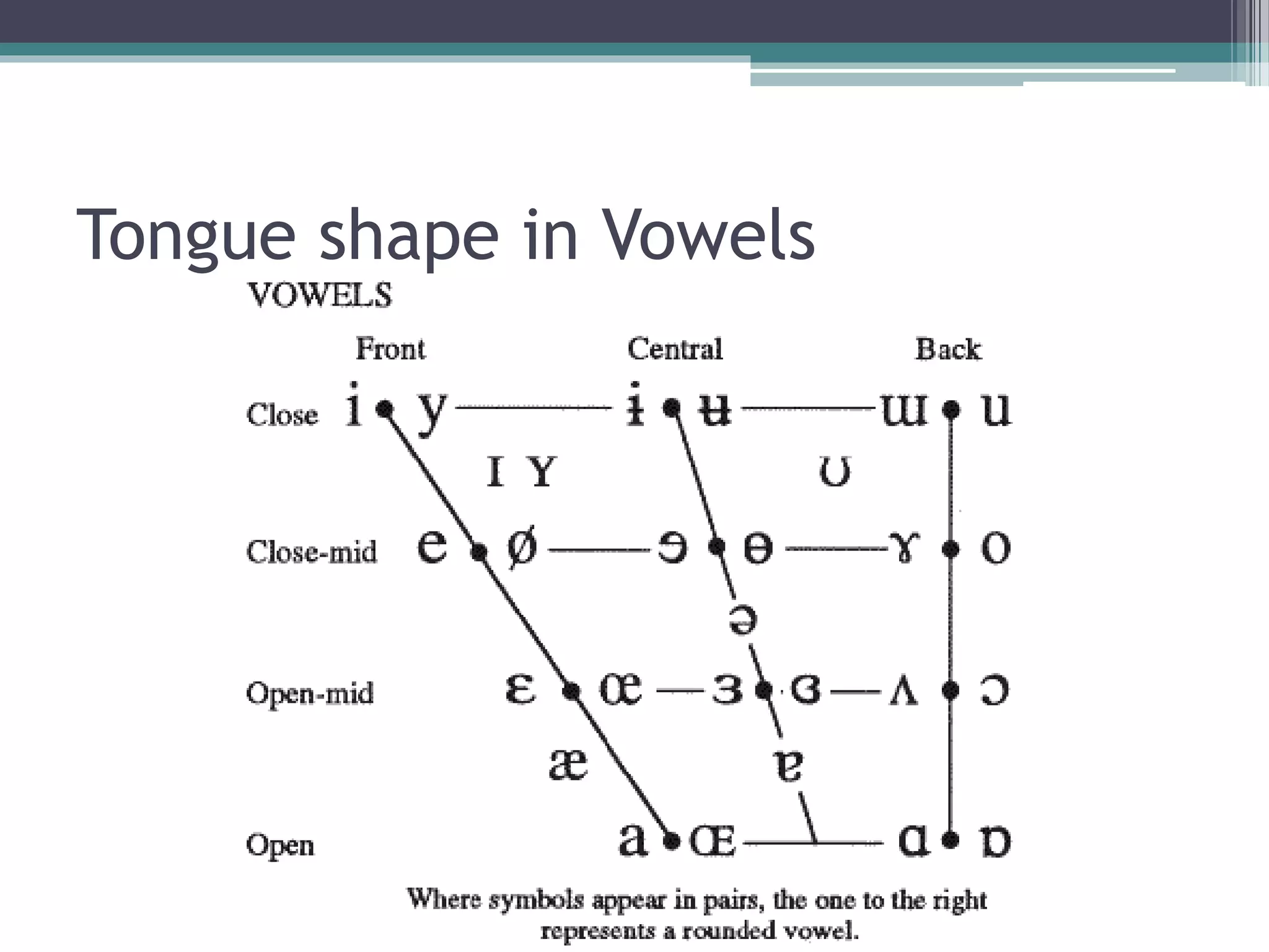 Tongue shape in Vowels
 