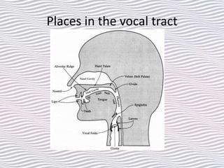 Places in the vocal tract
 