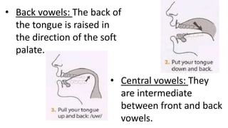 • Back vowels: The back of
the tongue is raised in
the direction of the soft
palate.
• Central vowels: They
are intermediate
between front and back
vowels.
 