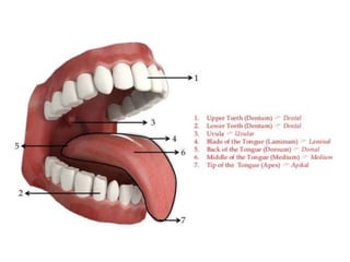 Phonetics & organs of speech | PPTX