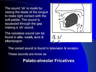 The sound ‘sh’ is made by
raising the blade of the tongue
to make light contact with the
soft palate. The sound is
squeezed through the gap
making a ‘sh’ sound.
The voiceless sound can be
found in she, wash, sure &
champagne
The voiced sound is found in television & revision
These sounds are know as

Palato-alveolar Fricatives

 