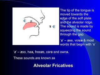 z
s

The tip of the tongue is
moved towards the
edge of the soft plate
and the alveolar ridge.
The sound is made by
squeezing the sound
through the gap.
‘s’ – see, voice & most
words that begin with ‘s’

‘z’ – zoo, has, freeze, cars and owns.
These sounds are known as

Alveolar Fricatives

 