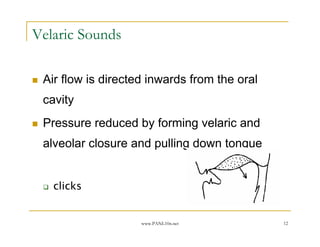 Velaric Sounds

 Air flow is directed inwards from the oral
 cavity
 Pressure reduced by forming velaric and
 alveolar closure and pulling down tongue


   clicks


                    www.PANL10n.net           12
 