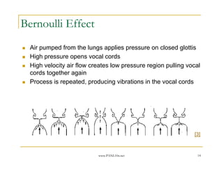Bernoulli Effect
  Air pumped from the lungs applies pressure on closed glottis
  High pressure opens vocal cords
  High velocity air flow creates low pressure region pulling vocal
  cords together again
  Process is repeated, producing vibrations in the vocal cords




                                                               [3]



                           www.PANL10n.net                       14
 