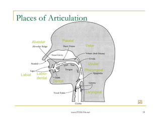 Places of Articulation

          Alveolar        Palatal
                                          Velar



                                            Uvular
                                         Pharyngeal
 Labial     Labio-
            dental
                     Dental


                                          Laryngeal

                                                      [2]

                               www.PANL10n.net              18
 