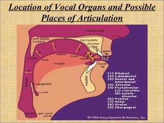 Location of Vocal Organs and Possible
Places of Articulation
 