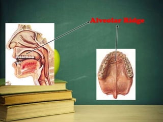 Alveolar Ridge
 