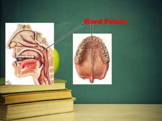 Hard Palate
 
