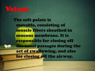 Velum
The soft palate is
movable, consisting of
muscle fibers sheathed in
mucous membrane. It is
responsible for closing off
the nasal passages during the
act of swallowing, and also
for closing off the airway.
 