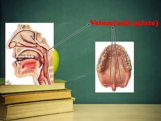 Velum(soft palate)
 