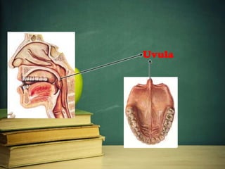 Uvula
 