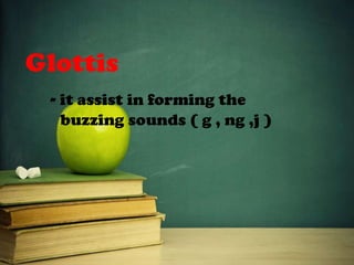 Glottis
- it assist in forming the
buzzing sounds ( g , ng ,j )
 