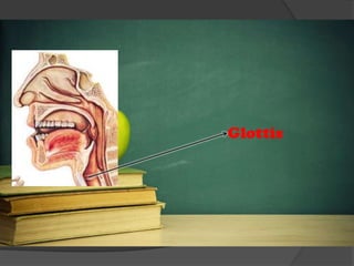Glottis
 