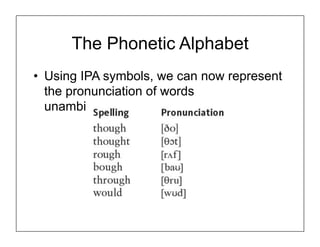 The Phonetic Alphabet
• Using IPA symbols, we can now represent
the pronunciation of words
unambiguously:
 