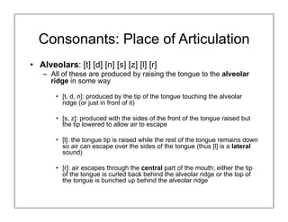 Consonants: Place of Articulation
• Alveolars: [t] [d] [n] [s] [z] [l] [r]
– All of these are produced by raising the tongue to the alveolar
ridge in some way
• [t, d, n]: produced by the tip of the tongue touching the alveolar
ridge (or just in front of it)
• [s, z]: produced with the sides of the front of the tongue raised but
the tip lowered to allow air to escape
• [l]: the tongue tip is raised while the rest of the tongue remains down
so air can escape over the sides of the tongue (thus [l] is a lateral
sound)
• [r]: air escapes through the central part of the mouth; either the tip
of the tongue is curled back behind the alveolar ridge or the top of
the tongue is bunched up behind the alveolar ridge
 