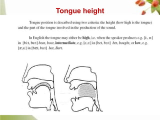 Tongue height

 