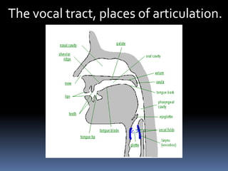 The vocal tract, places of articulation.
 