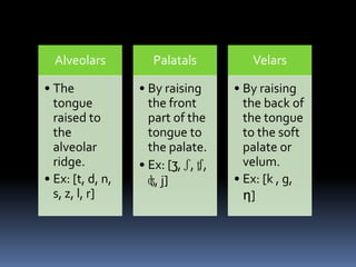 Alveolars
• The
tongue
raised to
the
alveolar
ridge.
• Ex: [t, d, n,
s, z, l, r]
Palatals
• By raising
the front
part of the
tongue to
the palate.
• Ex: [ʒ, ʃ, ʧ,
ʤ, j]
Velars
• By raising
the back of
the tongue
to the soft
palate or
velum.
• Ex: [k , g,
ƞ]
 