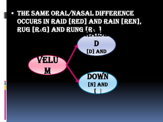  The same oral/nasal difference
occurs in raid [red] and rain [ren],
rug [rʌg] and rung [rʌ ]
Raise
d
[d] and
[g]
Down
[n] and
[ ]
VELU
M
 