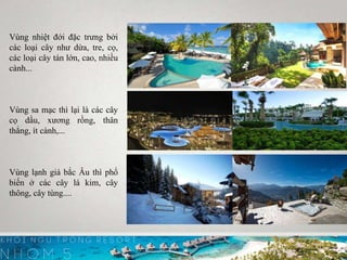 Vùng nhiệt đới đặc trưng bởi
các loại cây như dừa, tre, cọ,
các loại cây tán lớn, cao, nhiều
cành...
Vùng sa mạc thì lại là các cây
cọ dầu, xương rồng, thân
thẳng, ít cành,...
Vùng lạnh giá bắc Âu thì phổ
biến ở các cây lá kim, cây
thông, cây tùng....
 