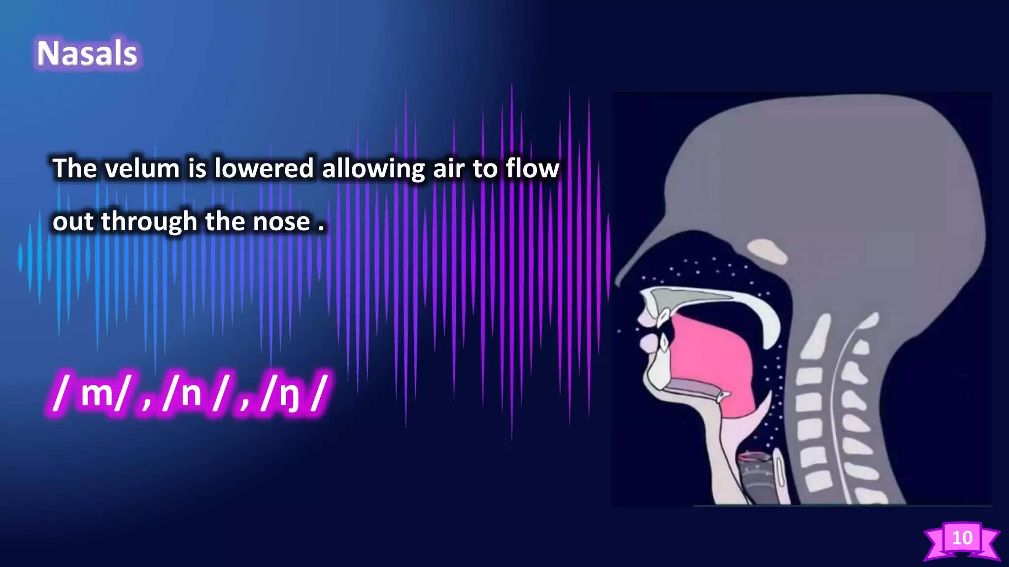 10
The velum is lowered allowing air to flow
out through the nose .
/ m/ , /n / , /ŋ /
 