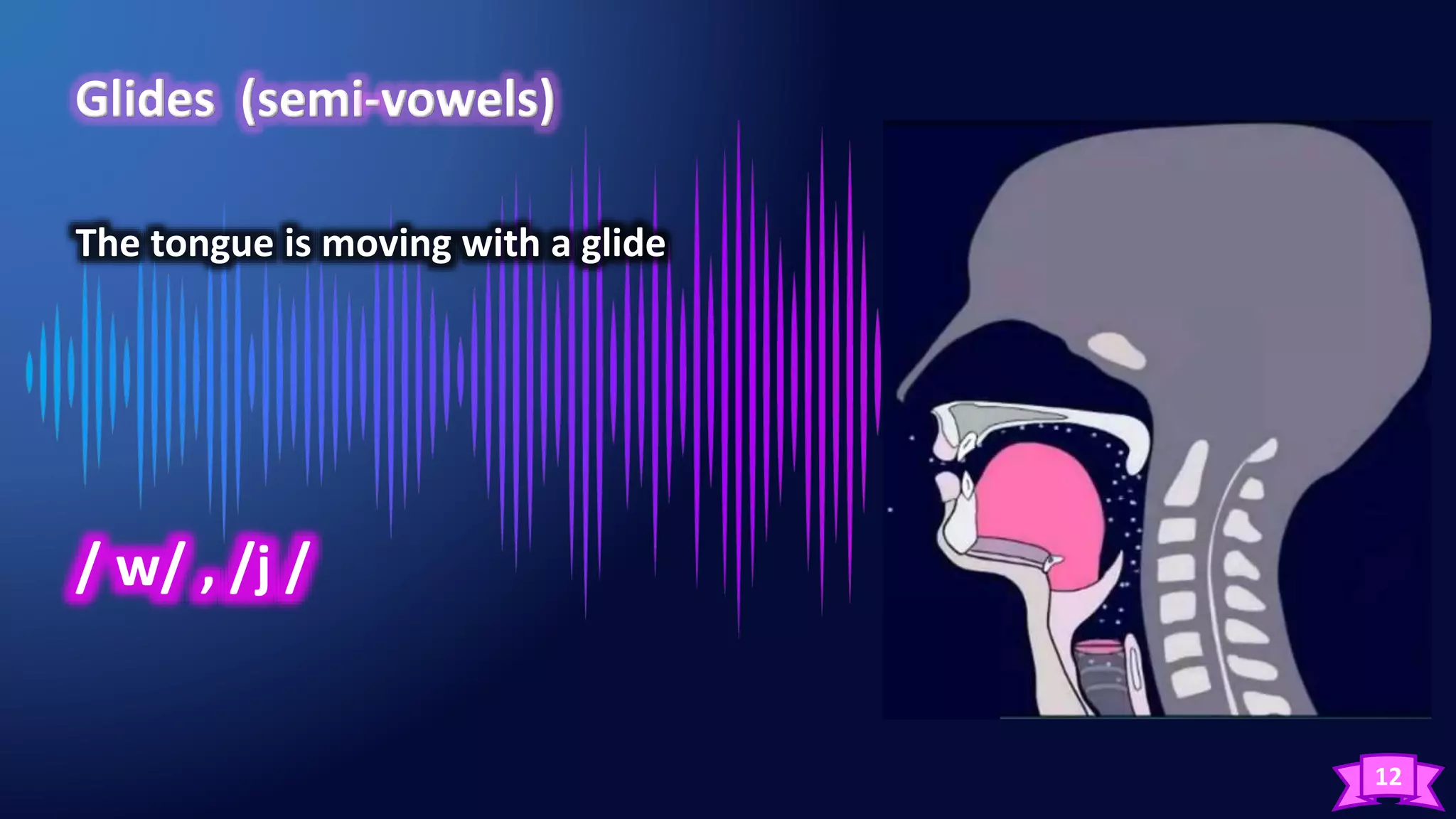 12
The tongue is moving with a glide
/ w/ , /j /
 