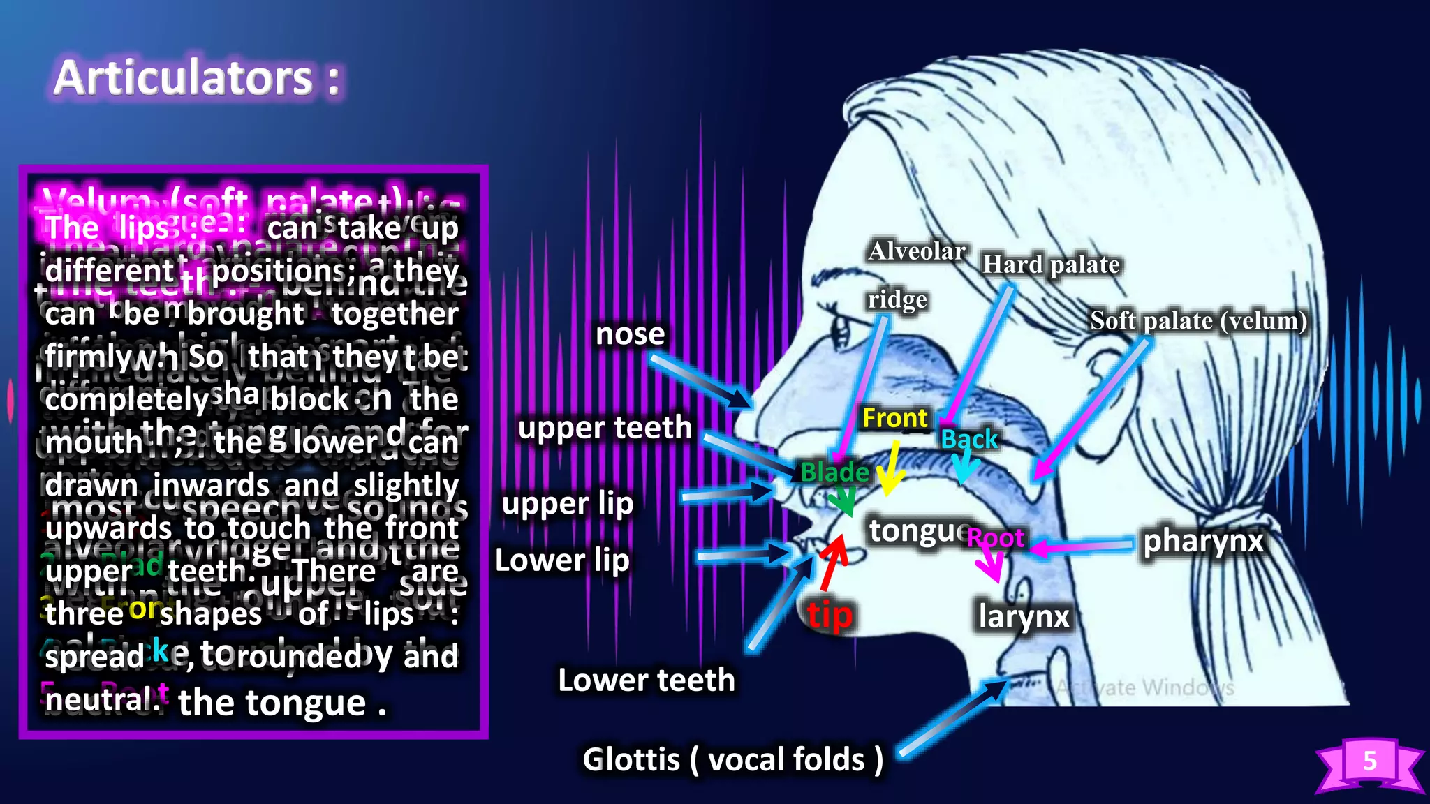 5
Glottis ( vocal folds )
larynx
pharynx
Soft palate (velum)
Hard palate
Alveolar
ridge
tongue
Lower teeth
upper teeth
upper lip
Lower lip
nose
Pharynx : - is a tube
which begins just above
the larynx , and at its
top end it is divided in
to two being:
1. The back of the
mouth .
2. The Beginning of the
way through the
nasal cavity .
Velum (soft palate ) : -
it can move ,it can be
raised so that it forces
the air to go into the
mouth only . It also can
be lowered so that the
air goes through the
nasal cavity . The other
important thing it that
it can be touched by the
back of the tongue .
The hard palate ( The
roof of the mouth ) : -
is the highest part of
the palate which is
smooth curved surface .
It occurs between the
alveolar ridge and the
beginning of the soft
palate.
The alveolar ridge : - is
that part of the gums
immediately behind the
upper front teeth .
The tongue : - is a very
important articulator and it
can be moved in to many
different places and
different shapes . The
tongue is divided in to five
parts :
1. tip
2. Blade
3. Front
4. Back
5. Root
tip
Front
Blade
Back
Root
The teeth : - behind the
lips which is in contact
with the tongue and for
most speech sounds
with the upper side
teeth
The lips : - can take up
different positions; they
can be brought together
firmly . So that they be
completely block the
mouth ; the lower can
drawn inwards and slightly
upwards to touch the front
upper teeth. There are
three shapes of lips :
spread , rounded and
neutral.
 