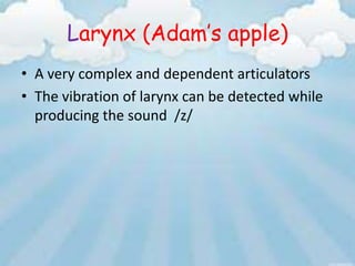 Larynx (Adam’s apple)
• A very complex and dependent articulators
• The vibration of larynx can be detected while
  producing the sound /z/
 