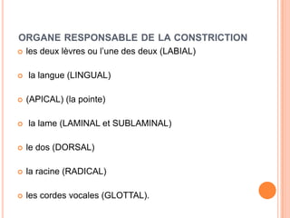 ORGANE RESPONSABLE DE LA CONSTRICTION
 les deux lèvres ou l’une des deux (LABIAL)
 la langue (LINGUAL)
 (APICAL) (la pointe)
 la lame (LAMINAL et SUBLAMINAL)
 le dos (DORSAL)
 la racine (RADICAL)
 les cordes vocales (GLOTTAL).
 