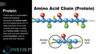 Protein
Protein plays a crucial role in
almost all biological
processes and amino acids
are the building blocks of it. A
large proportion of our cells,
muscles and tissue is made
up of amino acids, meaning
they carry out many important
bodily functions, such as
giving cells their structure.
 
