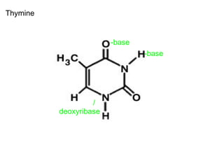 Thymine -base -base                  / deoxyribase 