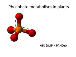 Phosphate metabolism in plants
•BY. DILIP K PANDYA
 