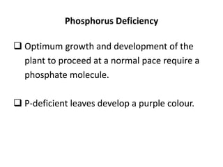 Phosphorus Deficiency
 Optimum growth and development of the
plant to proceed at a normal pace require a
phosphate molecule.
 P-deficient leaves develop a purple colour.
 