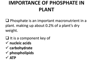 IMPORTANCE OF PHOSPHATE IN
PLANT
 Phosphate is an important macronutrient in a
plant. making up about 0.2% of a plant’s dry
weight.
 It is a component key of
 nucleic acids
 carbohydrate
 phospholipids
 ATP
 