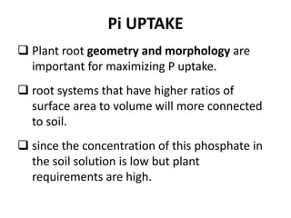 Pi UPTAKE
 Plant root geometry and morphology are
important for maximizing P uptake.
 root systems that have higher ratios of
surface area to volume will more connected
to soil.
 since the concentration of this phosphate in
the soil solution is low but plant
requirements are high.
 