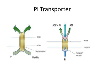 Pi Transporter
 
