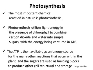 Photosynthesis
 The most important chemical
reaction in nature is photosynthesis.
 Photosynthesis utilizes light energy in
the presence of chlorophyll to combine
carbon dioxide and water into simple
Sugars, with the energy being captured in ATP.
 The ATP is then available as an energy source
for the many other reactions that occur within the
plant, and the sugars are used as building blocks
to produce other cell structural and storage components.
 