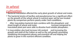phosphate solubilising microorganisms ppt.pptx