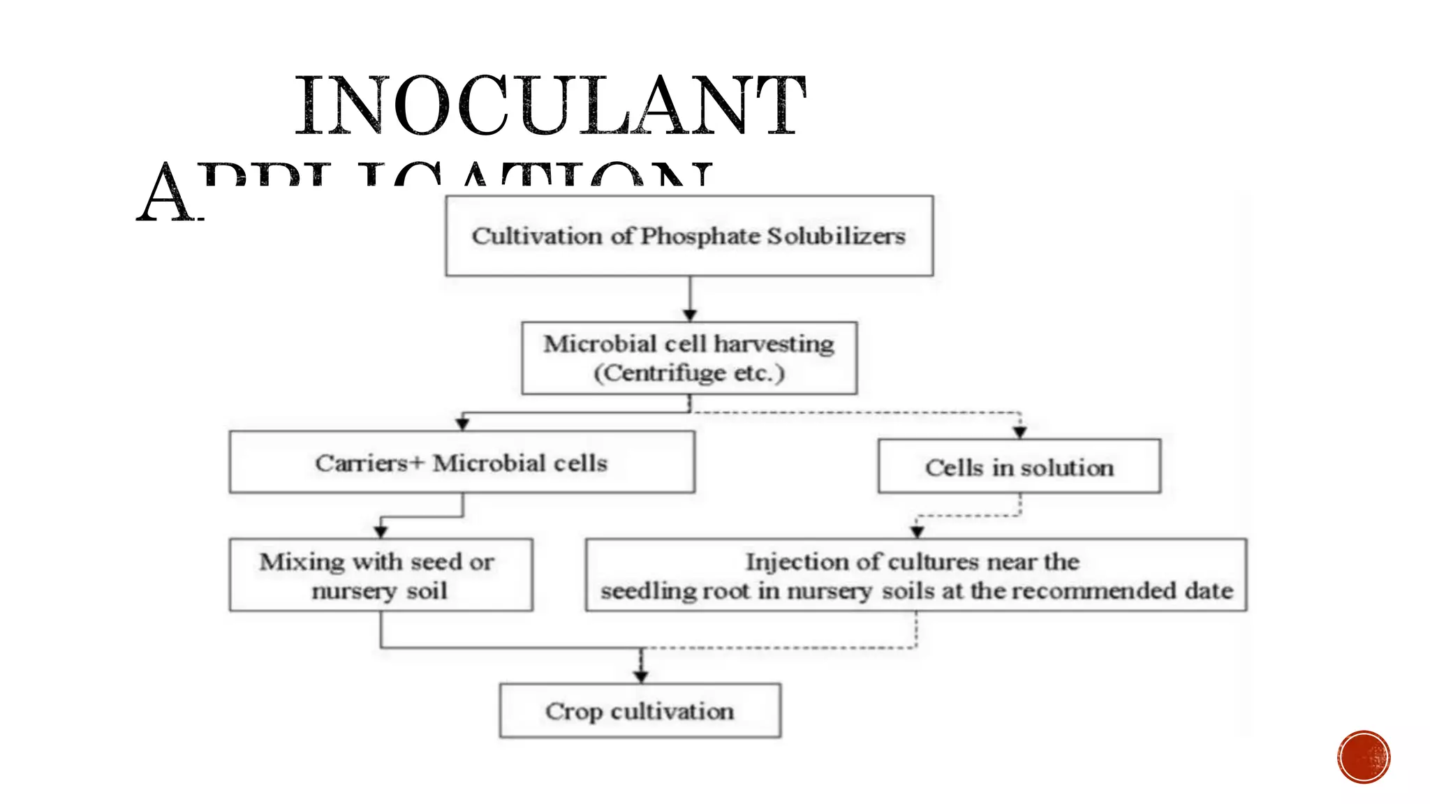 Phosphate solubilizers | PPTX