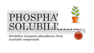 Solubilize inorganic phosphorus from
insoluble compounds
 