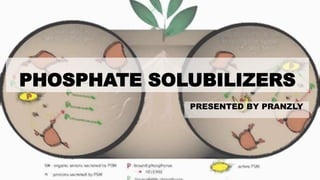 PHOSPHATE SOLUBILIZERS
PRESENTED BY PRANZLY
 