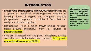 PHOSPHATE SOLUBILIZERS by Pranzly.ppt