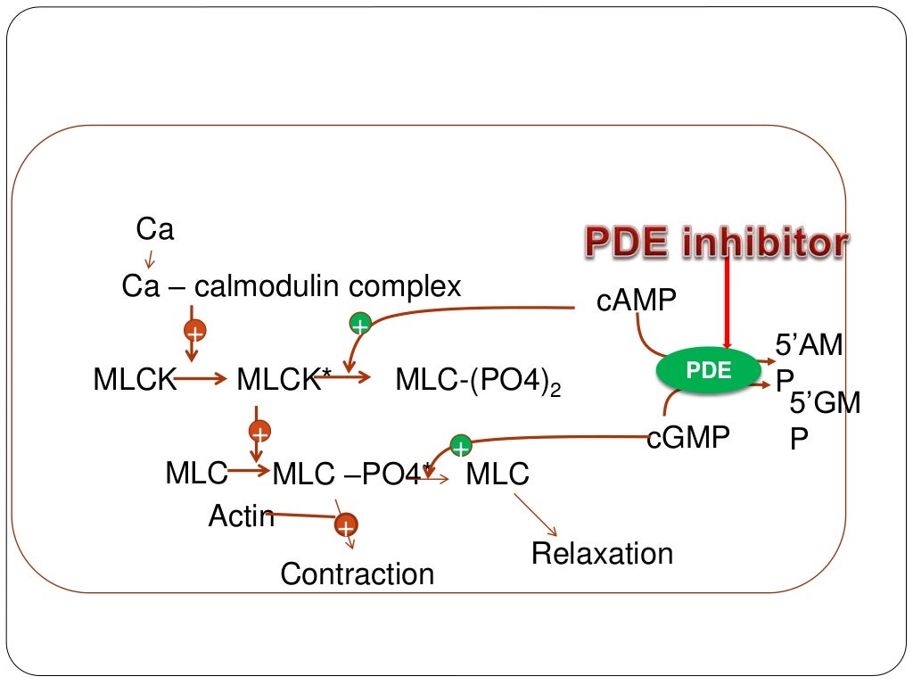 Phosphodiesterase inhibitors