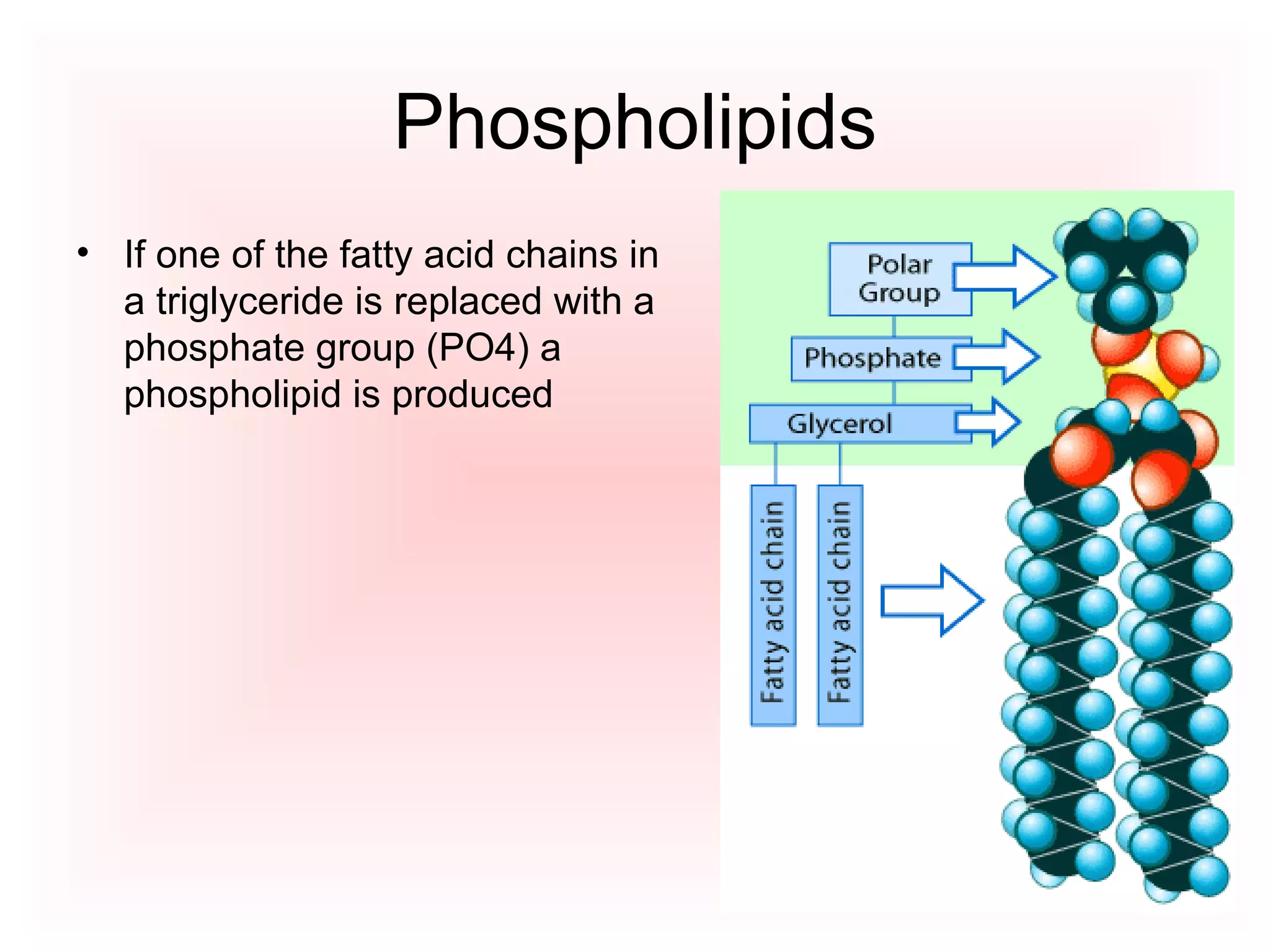 Phospholipids If one of the fatty acid chains in a triglyceride is replaced with a phosphate group (PO4) a phospholipid is produced