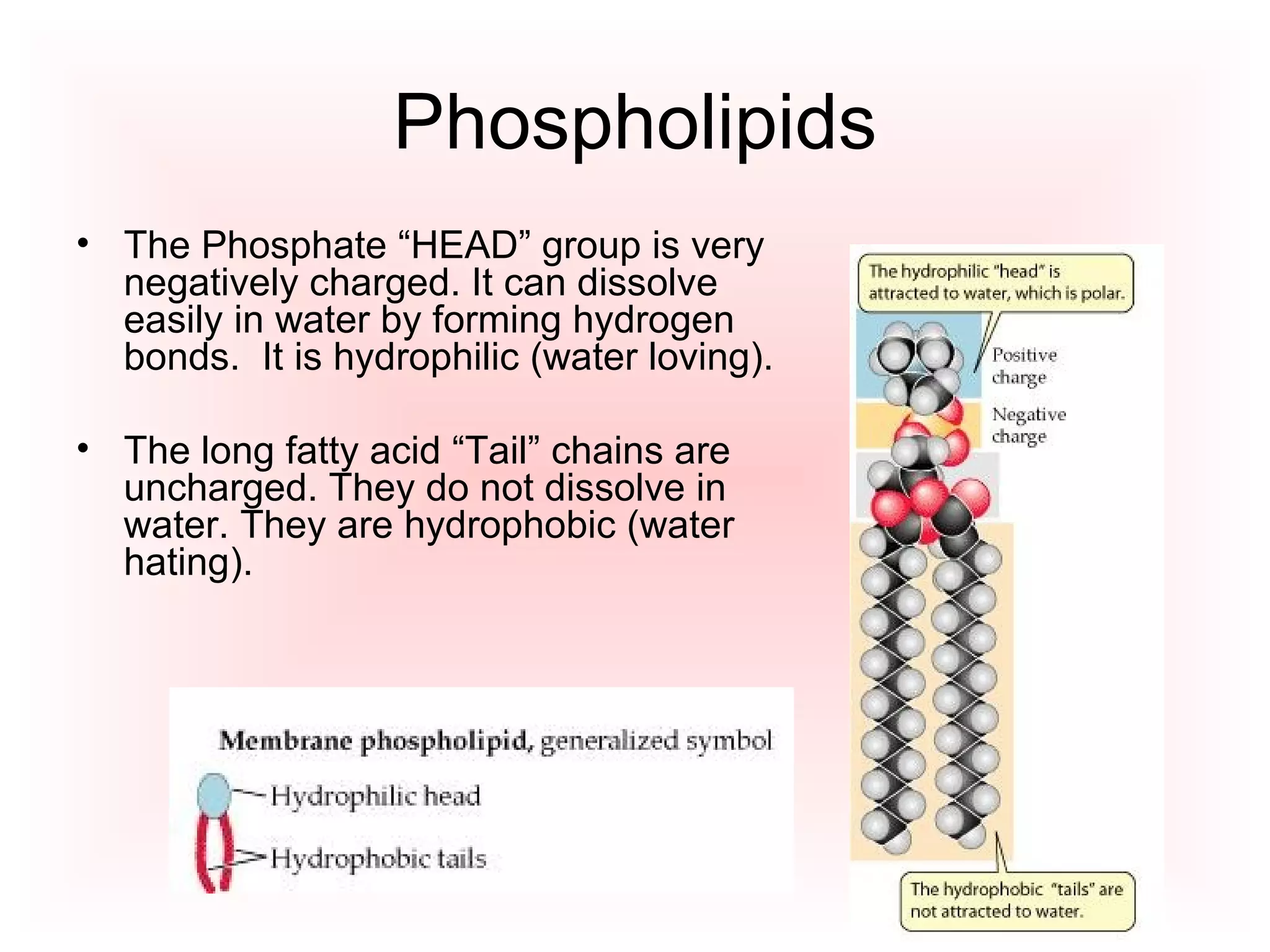 Phospholipids The Phosphate “HEAD” group is very negatively charged. It can dissolve easily in water by forming hydrogen bonds. It is hydrophilic (water loving). The long fatty acid “Tail” chains are uncharged. They do not dissolve in water. They are hydrophobic (water hating).