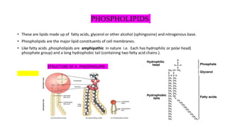 PHOSPHOLIPIDS
• These are lipids made up of fatty acids, glycerol or other alcohol (sphingosine) and nitrogenous base.
• Phospholipids are the major lipid constituents of cell membranes.
• Like fatty acids ,phospholipids are amphipathic in nature i.e. Each has hydrophilic or polar head(
phosphate group) and a long hydrophobic tail (containing two fatty acid chains ).
STRUCTURE OF A PHOSPHOLIPID
 