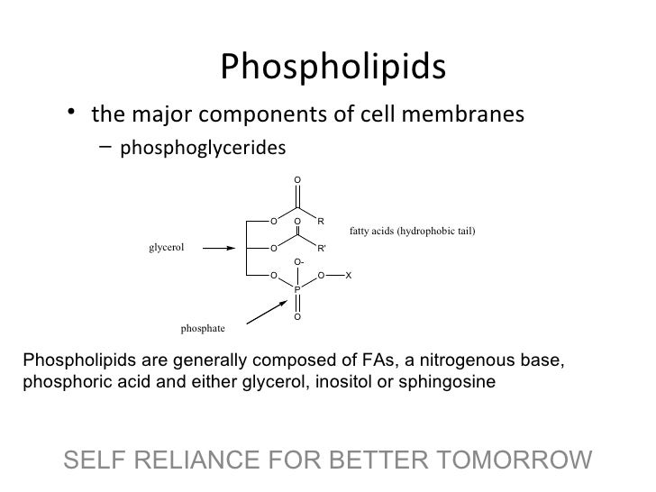 Phospholipids cholesterol