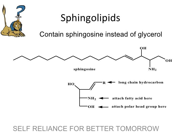 Phospholipids cholesterol