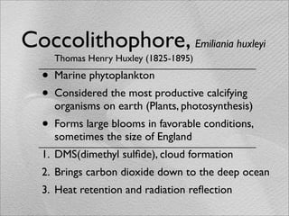Coccolithophore, Emiliania huxleyi
      Thomas Henry Huxley (1825-1895)

  •   Marine phytoplankton
  •   Considered the most productive calcifying
      organisms on earth (Plants, photosynthesis)
  •   Forms large blooms in favorable conditions,
      sometimes the size of England
  1. DMS(dimethyl sulﬁde), cloud formation
  2. Brings carbon dioxide down to the deep ocean
  3. Heat retention and radiation reﬂection
 