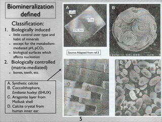 Biomineralization
     deﬁned
       Classiﬁcation:
1. Biologically induced
  - little control over type and
       habit of minerals
   -   except for the metabolism-
       mediated pH, pCO2
   -   biological surfaces which    Source: Adapted from ref.3
       affects nucleation
2. Biologically controlled
   (matrix-mediated)
  - bones, teeth, etc.

 A. Synthetic calcite
 B. Coccolithophore,
    Emiliania huxleyi (EHUX)
 C. Aragonite layer from
    Mollusk shell
 D. Calcite crystal from
    human inner ear

                                             5
 